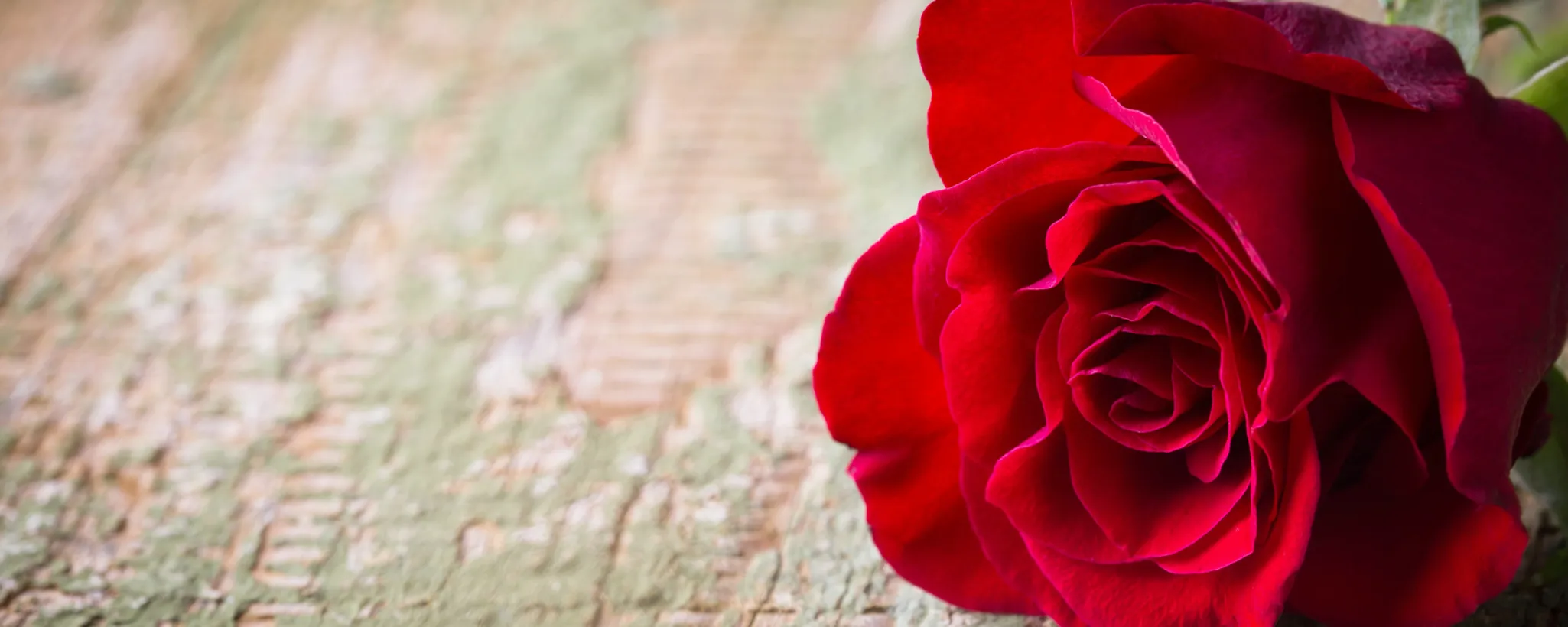 Eine einzelne rote Rose liegt auf einem verwitterten Holztisch. Die Blume symbolisiert Liebe und Leidenschaft, während ihre Vergänglichkeit oft an verschiedene Todesarten erinnert.